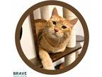 Adopt Gimli a Orange or Red Tabby Domestic Shorthair (short coat) cat in