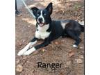Adopt Ranger a Black - with White Border Collie / Husky / Mixed dog in