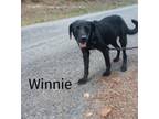 Adopt Winne. a Black Australian Cattle Dog / Labrador Retriever / Mixed dog in