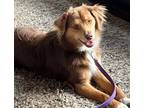 Adopt 0380 Finnegan AKA Finn a Australian Shepherd / Mixed dog in Ringwood