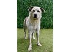 Adopt Gp a Great Pyrenees / Labrador Retriever / Mixed dog in Canton