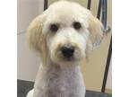Adopt JAY a Poodle (Standard) / Mixed dog in Diamond Springs, CA (39180685)