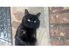 Adopt Walter a All Black American Shorthair / Mixed cat in Monroe, GA (39181331)