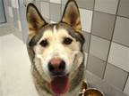 Adopt LOBO a White Siberian Husky / Mixed dog in Denver, CO (39181418)
