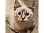 Adopt Brows a Siamese / Mixed (medium coat) cat in Alameda, CA (39133071)