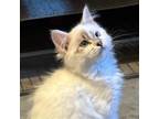 Adopt Belle a Cream or Ivory (Mostly) Siamese / Mixed (medium coat) cat in