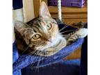 Adopt Maeve a Brown Tabby Domestic Shorthair / Mixed (short coat) cat in