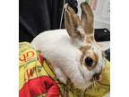 Adopt Dori a American / Mixed rabbit in Escondido, CA (39181377)