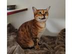 Adopt Artemis a Bengal / Mixed cat in Oceanside, CA (39181392)