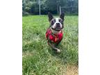 Adopt Cookie Falcone KY3987 a Black - with White Boston Terrier / Mixed dog in