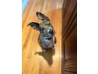 Adopt Oakley (Frankie) a Australian Shepherd / Mixed Breed (Medium) dog in