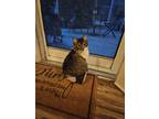 Adopt Clover a Brown Tabby Manx / Mixed (medium coat) cat in Newport Beach