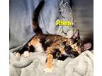 Adopt Rhea a Tortoiseshell Domestic Shorthair (short coat) cat in Macon
