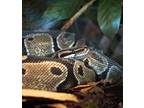 Adopt Balthazar a Snake reptil