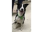 Adopt Alexis a Border Collie / Mixed dog in Grand Rapids, MI (39181273)