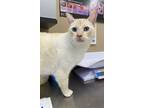 Adopt Butters a Domestic Shorthair / Mixed cat in Kelowna, BC (39181302)