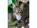 Adopt Scout a Gray, Blue or Silver Tabby Tabby (short coat) cat in Temecula