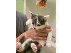 Adopt Lillian a Domestic Shorthair cat in Burlington, VT (39181271)