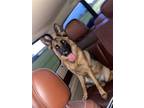 Adopt Angel a German Shepherd Dog / Mixed dog in Palm Harbor, FL (39181230)