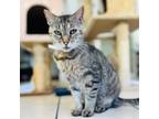 Adopt SAMMY a Brown Tabby American Shorthair (short coat) cat in Irvine