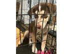Adopt Ellie a Tan/Yellow/Fawn - with Black Husky / Mixed dog in Perry