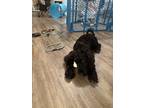 Adopt Penny a Black - with White Poodle (Miniature) / Airedale Terrier / Mixed