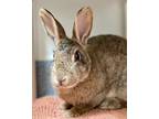 Adopt Bambi a American / Mixed rabbit in Novato, CA (39181214)