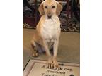 Adopt Hazel a Red/Golden/Orange/Chestnut Labrador Retriever / Mixed dog in