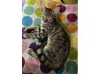Adopt Tuna a Tiger Striped Domestic Shorthair / Mixed (short coat) cat in