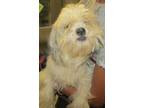 Adopt Ruger a Shih Tzu / Mixed dog in Raleigh, NC (39181252)