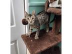 Adopt Gideon a Brown Tabby Domestic Shorthair (short coat) cat in Umatilla