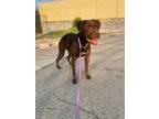 Adopt Mable a Terrier (Unknown Type, Medium) / Labrador Retriever / Mixed dog in