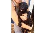 Adopt Uno a Black Labrador Retriever / Terrier (Unknown Type