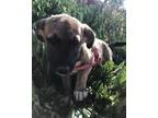 Adopt Jany a Tan/Yellow/Fawn - with Black German Shepherd Dog / Mixed Breed