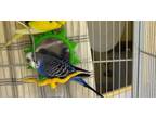 Adopt Rio Bonded To Polly And Skuttle a Budgie bird in Campbell River