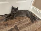 Adopt Derek Shepherd 4062 a Russian Blue / Mixed cat in Vista, CA (39180721)