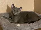 Adopt Alex Karev 4063 a Russian Blue / Mixed cat in Vista, CA (39180720)