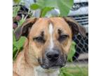 Adopt Strawberry a Tan/Yellow/Fawn - with Black Jack Russell Terrier / Shar Pei