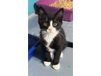 Adopt Brian a Domestic Shorthair / Mixed cat in Quesnel, BC (39180761)