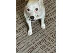 Adopt Illy a White - with Black Jack Russell Terrier / Mixed dog in Heber City