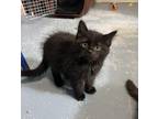 Adopt Nick a Domestic Longhair / Mixed cat in Quesnel, BC (39180758)