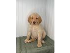 Adopt Cooper a Tan/Yellow/Fawn Labradoodle / Mixed dog in Temecula