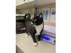 Adopt Chevy a Domestic Shorthair / Mixed cat in Abbotsford, BC (39180796)