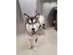 Adopt ERIS a Black Alaskan Malamute / Mixed dog in Fairbanks, AK (39179931)