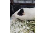 Adopt Bert(bonded To Ernie) a Guinea Pig small animal in Barrie, ON (39180780)