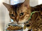 Adopt ARYA a Brown or Chocolate Bengal / Mixed (medium coat) cat in Denver