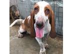 Adopt Bailey a White - with Brown or Chocolate Basset Hound / Mixed dog in San
