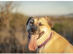 Adopt Naomi a Mastiff / German Shepherd Dog / Mixed dog in Abbotsford