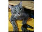 Adopt Aidan a Gray, Blue or Silver Tabby Domestic Shorthair (short coat) cat in