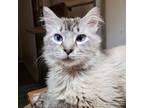 Adopt Gonzo a Gray or Blue (Mostly) Siamese cat in Knoxville, TN (39169456)
